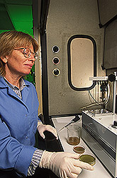 Aflatoxin photo