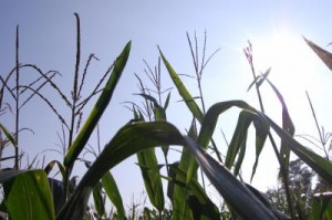 Corn