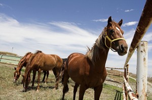 horse