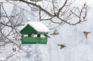 winter bird house