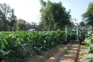 tobacco