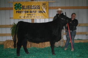 Beef cattle