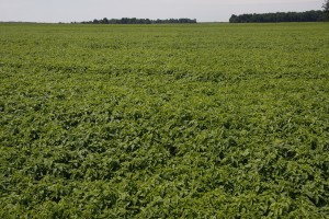 Chris Kummer is growing 110 acres of chia this season.