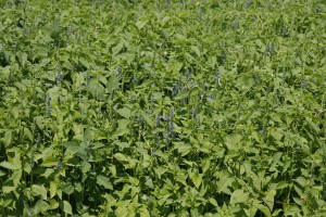 Chia plants were starting to flower in early August.