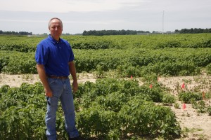 Chris Kummer at the site of his herbicide test plots. He is sampling a wide variety of herbicides and application rates.