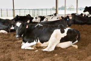 Dairy Cow