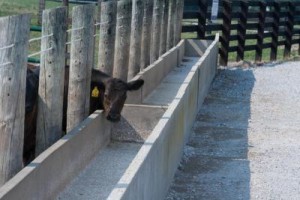 Kentucky cattle numbers have decreased by about 195,000 since 2007 PHOTO: Steve Patton, UK Agricultural Communications