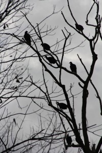 This roost of black buzzards is about eight miles southeast of Shelbyville.