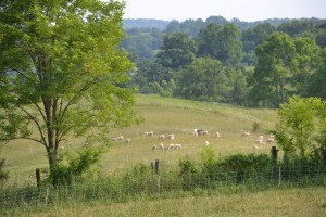 Sheep photo 1