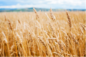 grain 2