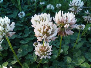 clover