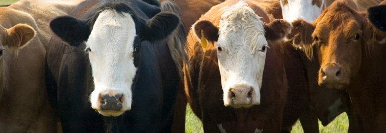 Butler County Farm Bureau